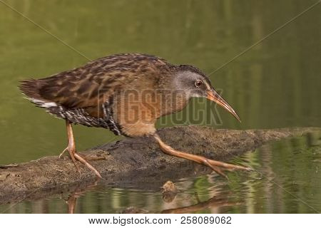 A Virginia Rail, Rallus Limicola, Stepping Out