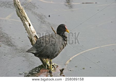 View Of A Relaxed Red-fronted Coot, Fulica Rufifrons
