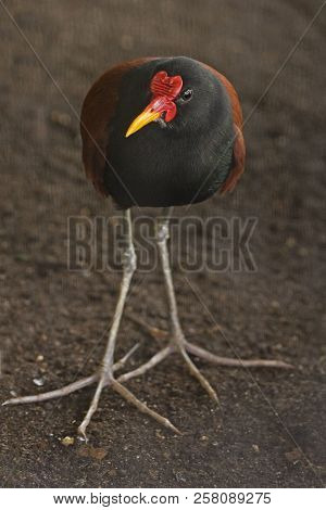 View Of A Vertical Of A Wattled Jacana, Jacana Jacana