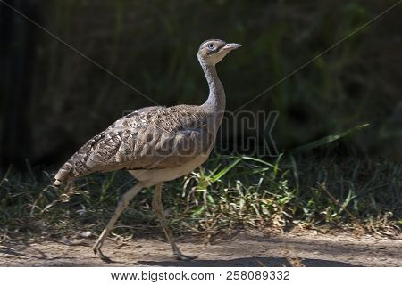 View Of A White-bellied Bustard, Eupodotis Senegalensis Walking