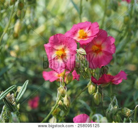 A Pink Helianthemum In Full Bloom In The Summer
