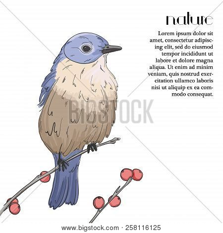 Bluebird On A Tree With Red Berries. Violet Bird Wilflife Print. Small Birds Migration. Animal Cute 