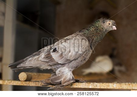 The Pedigree Pigeon Kasan Sits On A Blackboard And Looks. The Gray Pigeon Stretched Out His Neck Loo