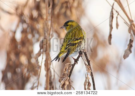 Siskin (spinus Spinus) Sits Half-turned On A Broken Branch In A Bush.