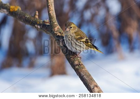 Siskin (spinus Spinus) Sits On A Branch, Fluffing Feathers From A Severe Frost.