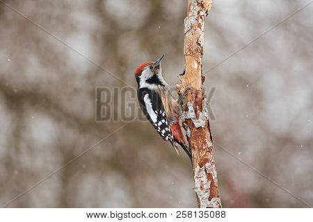 Middle Spotted Woodpecker (dendrocoptes Medius) Flew To The Branch And Looked Directly Into The Came