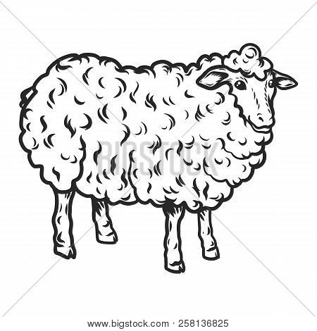 Sheep Icon. Hand Drawn Illustration Of Sheep Vector Icon For Web Design
