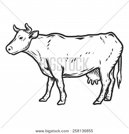 Cow Icon. Hand Drawn Illustration Of Cow Vector Icon For Web Design
