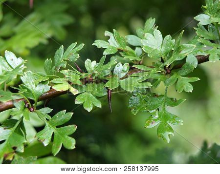 Close Up Of Hawthorn Leaves Wet With Rain With Details Of Spiked Thorn On A Blurred Background