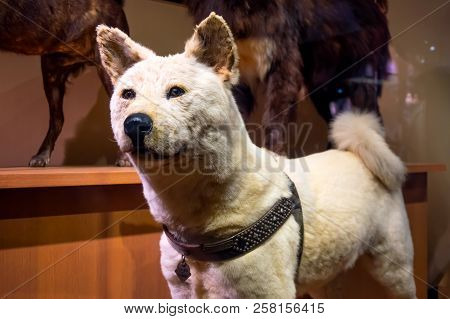 Tokyo, Japan - April 29 2018: Hachiko, A Faithful Akita Inu Dog That Remarkable Loyalty To His Owner