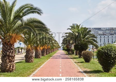 Batumi Boulevard On A Sunny Day. Palm Trees Along The Road. Batumi. Georgia. Summer