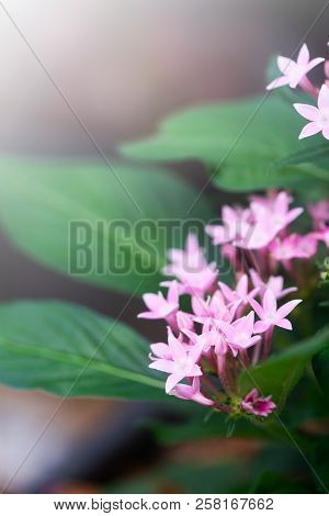 Pentas Lanceolata Or Egyptian Star Cluster Flowers Blooming In Garden.