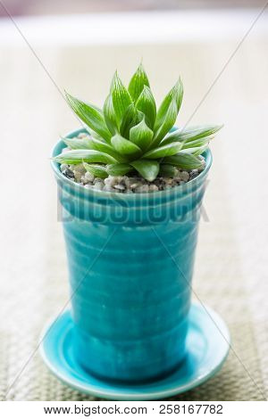 Close Up Succulent In Ceramic Pot On Table.