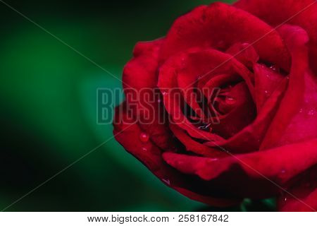 Close Up Red Rose Flower In Garden.