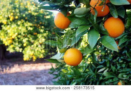 Valencian Orange And Orange Blossoms. Spain. Valencia