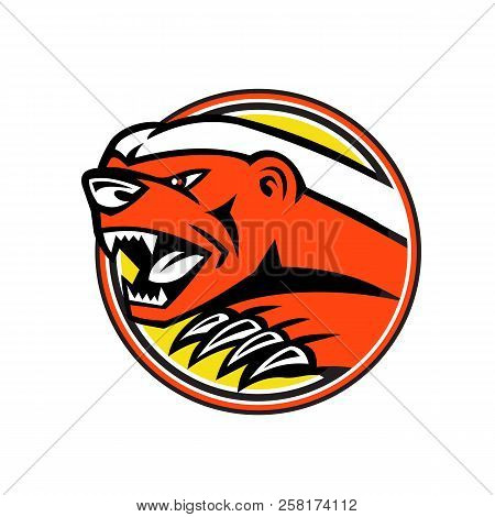 Mascot Icon Illustration Of Head Of An Angry Honey Badger, Also Known As The Ratel, The Only Species