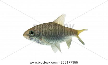 Puntius Brevis(swamp Barb),fresh Raw Fish Isolated On White Background With Clipping Path