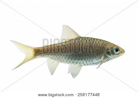 Puntius Brevis(swamp Barb),fresh Raw Fish Isolated On White Background With Clipping Path