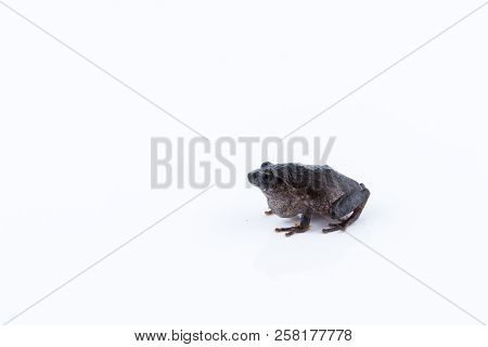 Raorchestes Parvulus On White Background , Animal Of Thailand