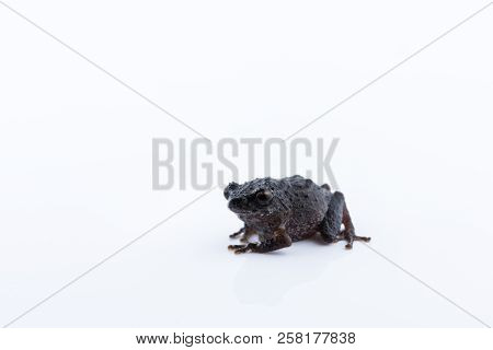 Raorchestes Parvulus On White Background ,amphibian Of Thailand