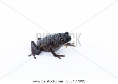 Raorchestes Parvulus On White Background ,amphibian Of Thailand