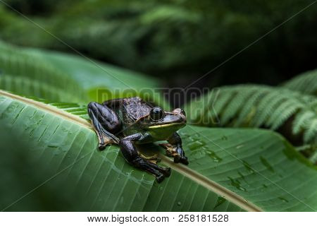 Rhacophorus Feae (feas Tree Frog) ,tree Frog On Large Palm Leaf At Tropical Rainforests In North Tha