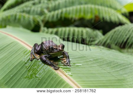 Rhacophorus Feae (feas Tree Frog) ,tree Frog On Large Palm Leaf At Tropical Rainforests In North Tha