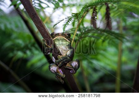 Rhacophorus Feae (feas Tree Frog) ,tree Frog On Large Palm Leaf At Tropical Rainforests In North Tha