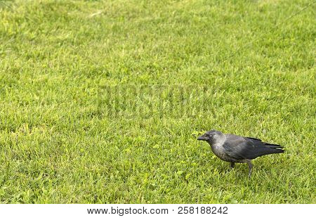 The Rook Walks Along The Bright Green Grass