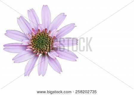 Isolated African Daisy In Garden ( Osteospermum Ecklonis ) On White Background