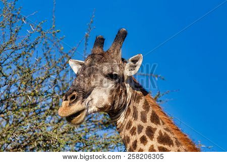 Detail Of Beautiful South African Giraffe In African Bush, Moremi Game Reserve Botswana, Africa Safa