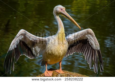 Pelican Open Its Wings Near A Pond