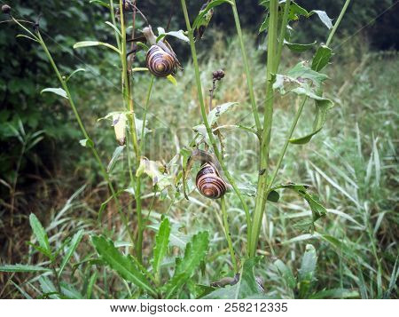 Big Snail With Green Grass, Close-up, Cochlea And Animal, Natural. Snail Sitting On Green Leaf. Walk