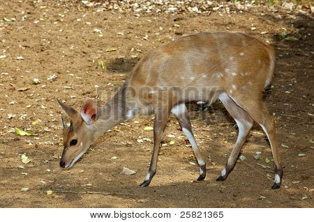 Bushbuck