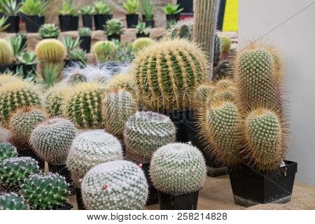A Aollection Of Cactusses In The Planters