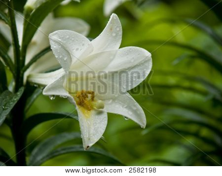 Giglio di Pasqua all'aperto