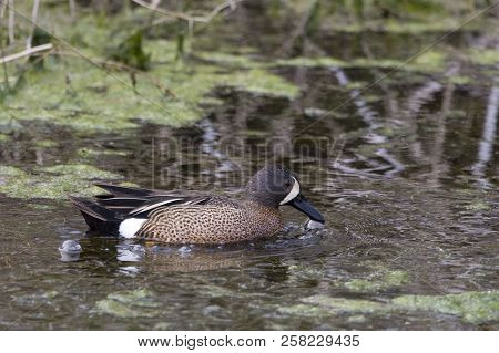View Of A Male Blue-winged Teal, Anas Discors