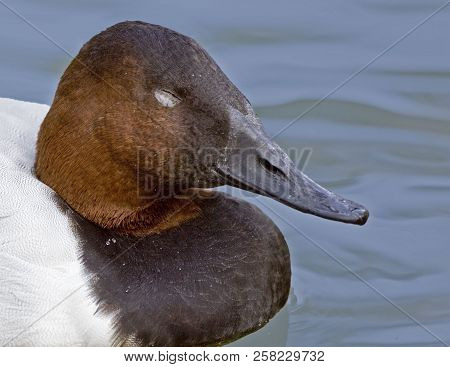 View Of A Male Canvasback, Aythya Valisineria Portrait