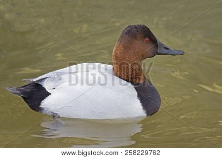 View Of A Male Canvasback, Aythya Valisineria Swimming