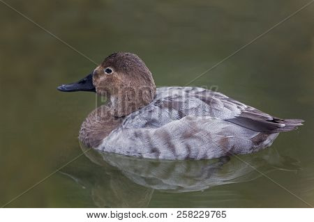 View Of A Female Canvasback, Aythya Valisineria