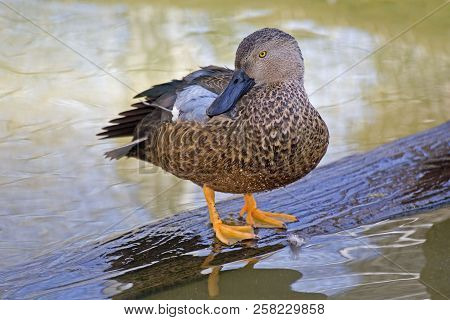 View Of A Cape Shoveler, Anas Smithii