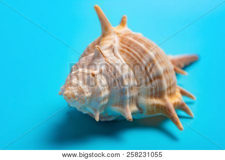 Conch Shell On A Blue Background Horizontal