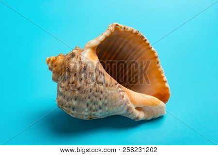 Conch Shell On A Blue Background Horizontal