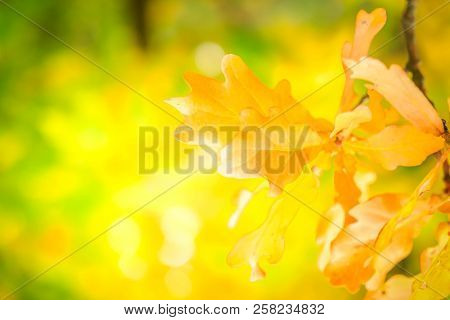 Vibrant Yellow Oak Fall Tree Foliage Background, Retro Toned