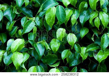 Nature Tropical Top View Of Leaves Ficus Benjamina Dark Tone. For Background And Texture.
