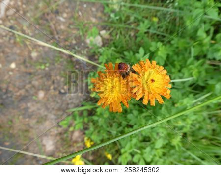 Blossom Of A Orange Hawkweed Flower In The Forest