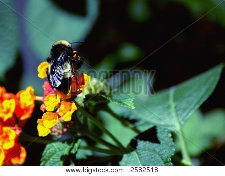 Bumble Bee