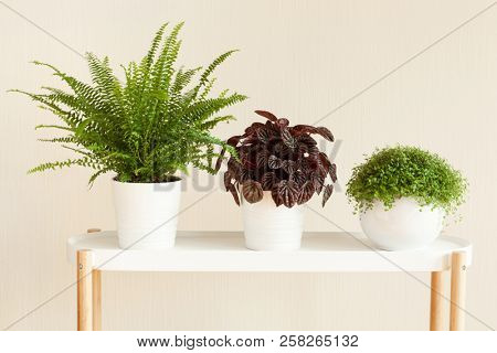 houseplants Nephrolepis, peperomia caperata, Soleirolia soleirolii in white flowerpots