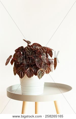 houseplant peperomia caperata in white flowerpot