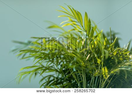 Chrysalidocarpus. Chrysalidocarpus Is Yellowish Close-up. Leaves Of A Young Palm Tree.